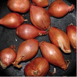 Fried Shallots