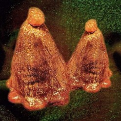 Oocyte Oil And Stolen Androgens